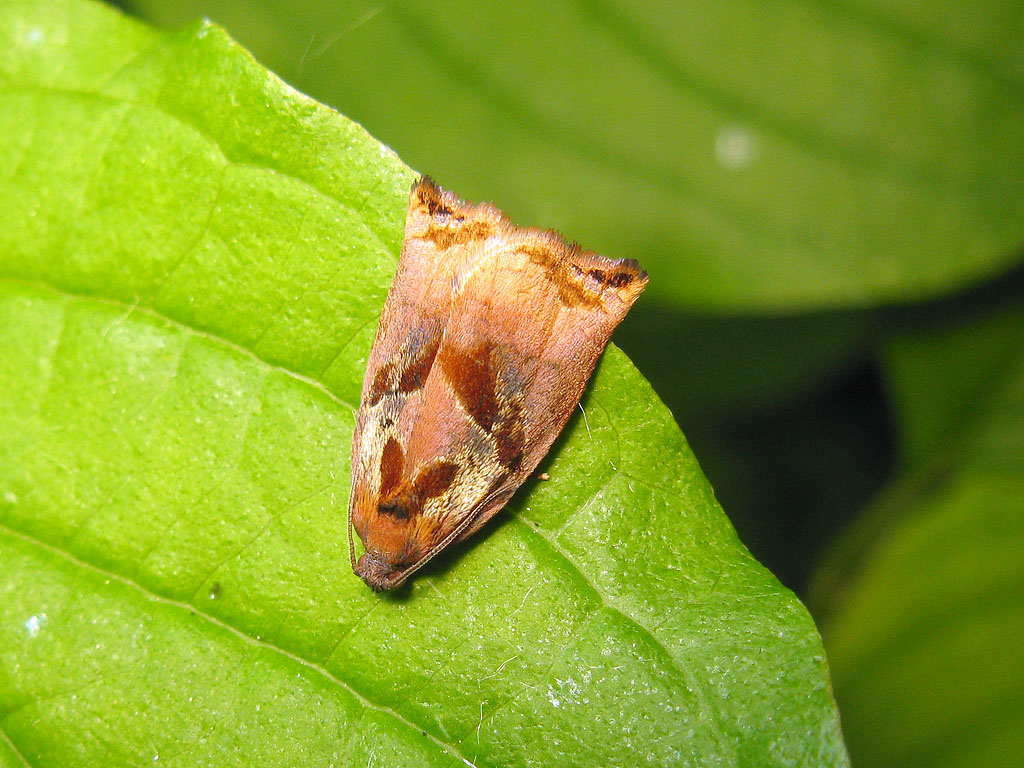 falena da identificare - Archips podana